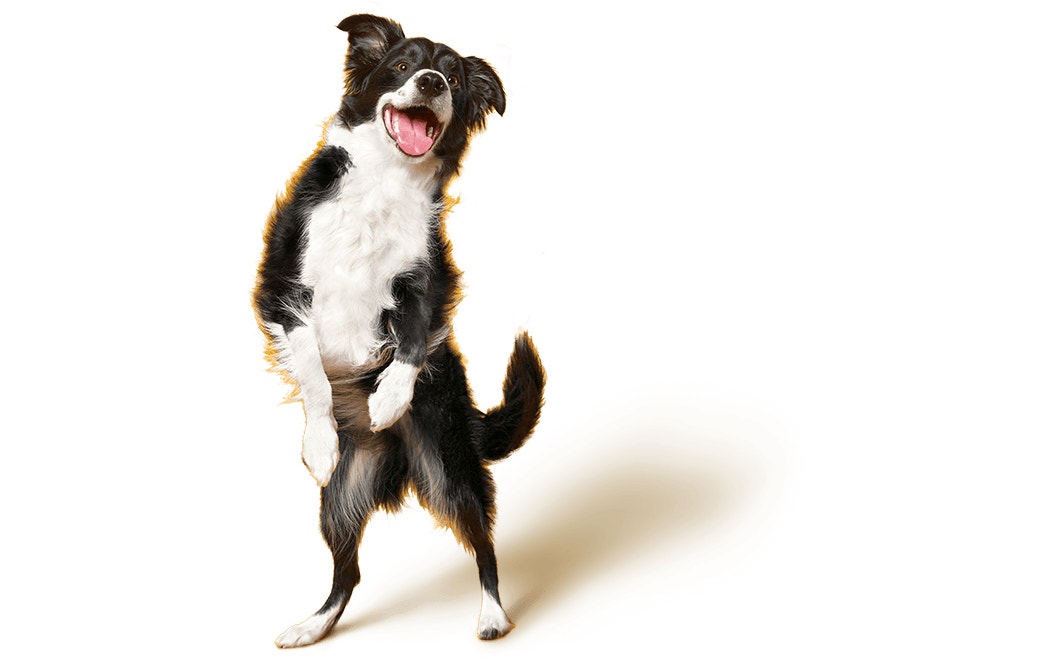 Border Collie
