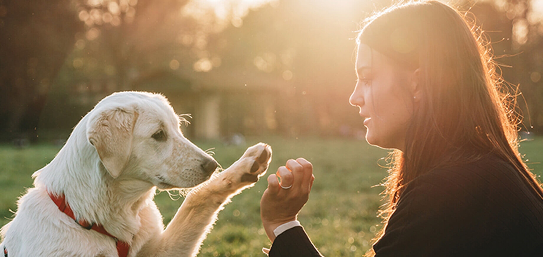 10 Dinge, bevor Sie sich einen Hund anschaffen
