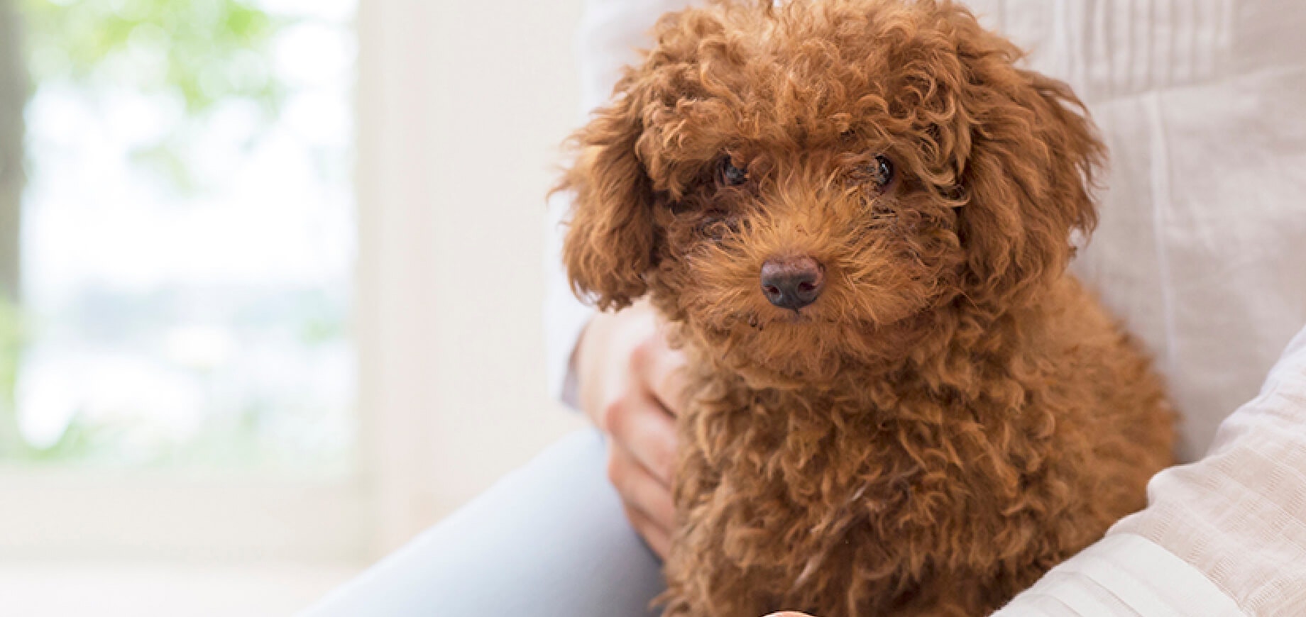 Facts-Every-Toy-Poodle-Owner-Should-Know_4.jpg
