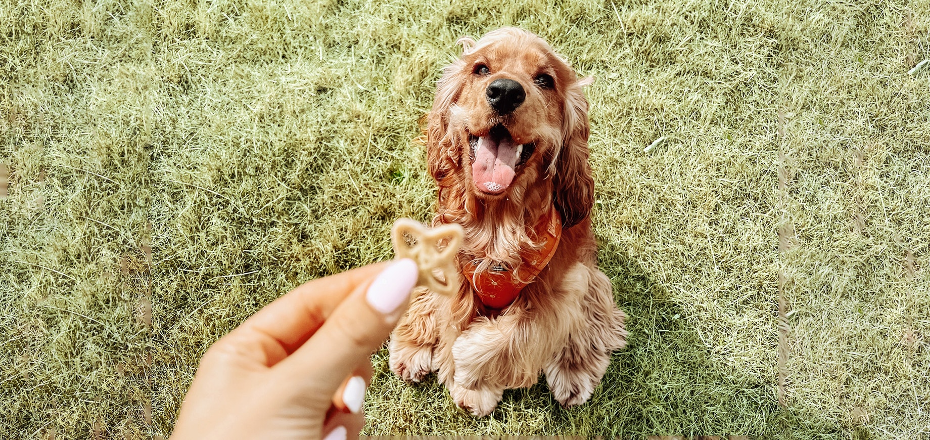 Bringe deinem Hund Sitz und Platz bei