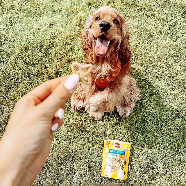 Bringe deinem Hund Sitz und Platz bei