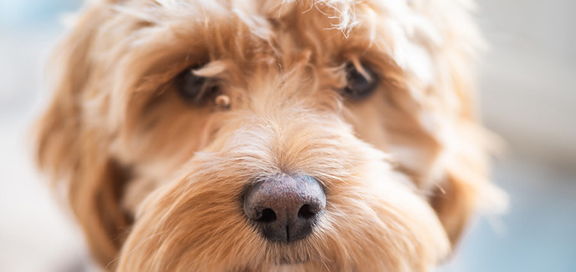 Ein neuer Hund zieht ein