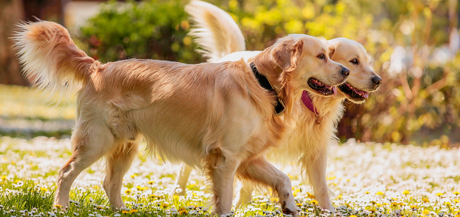 Einen erwachsenen Hund sozialisieren