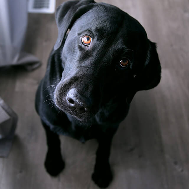 Hilfe, mein Hund schläft nachts nicht