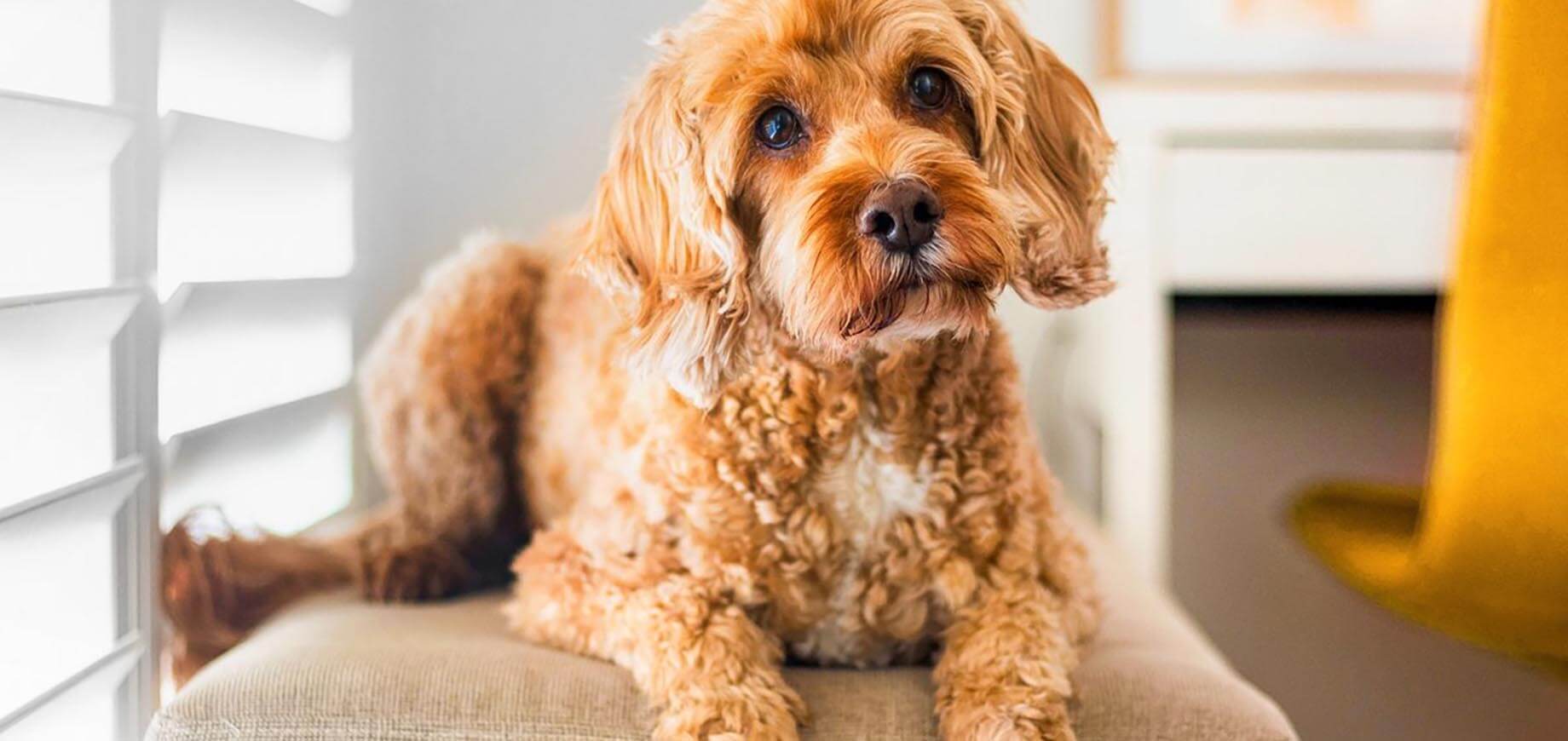 zahnpflege hund desktop