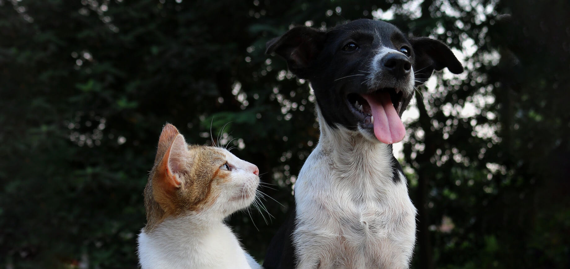 Katze und Hund zusammen