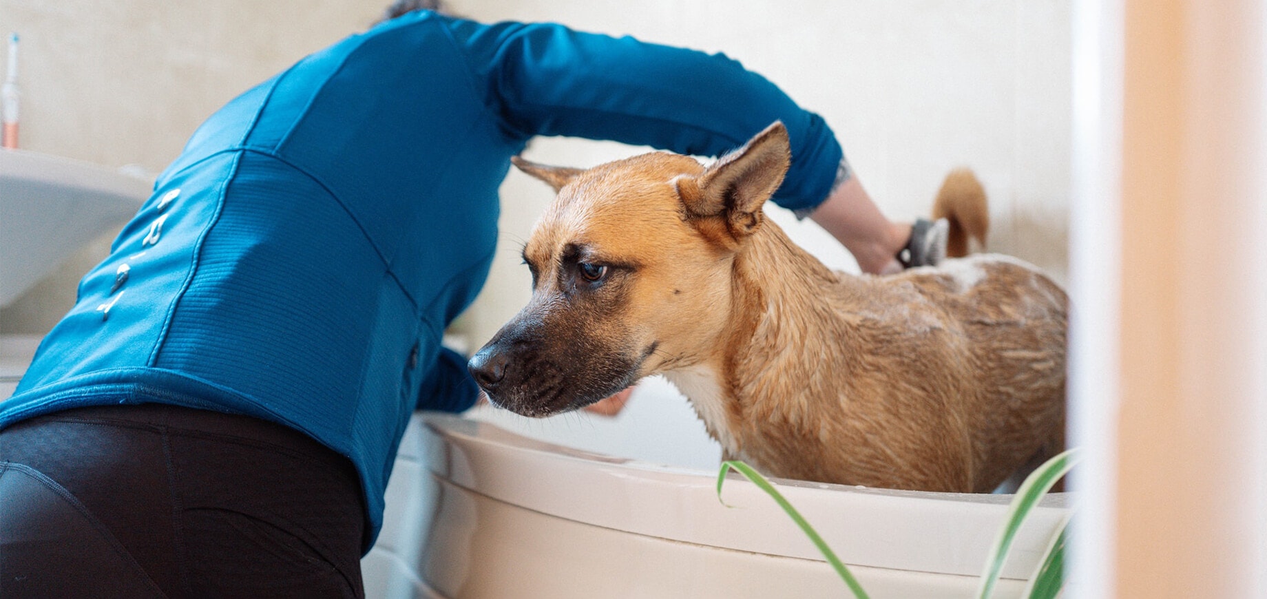 Hund wird in einer Badewanne gewaschen