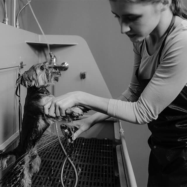 Hund wird gewaschen