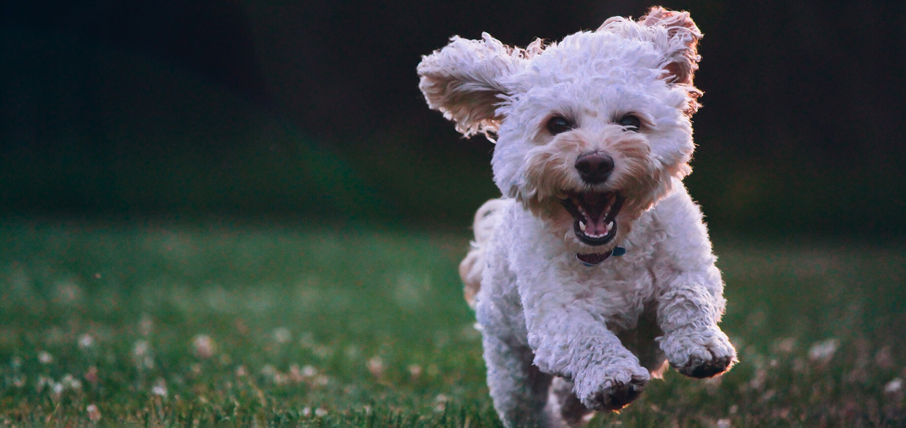 Welpe läuft im Park