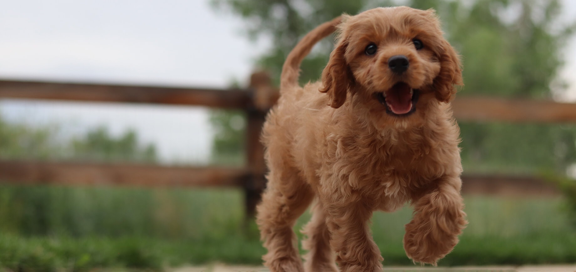 Welpe läuft draußen