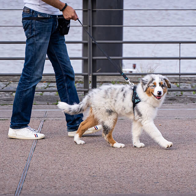 Hund läuft an der Leine