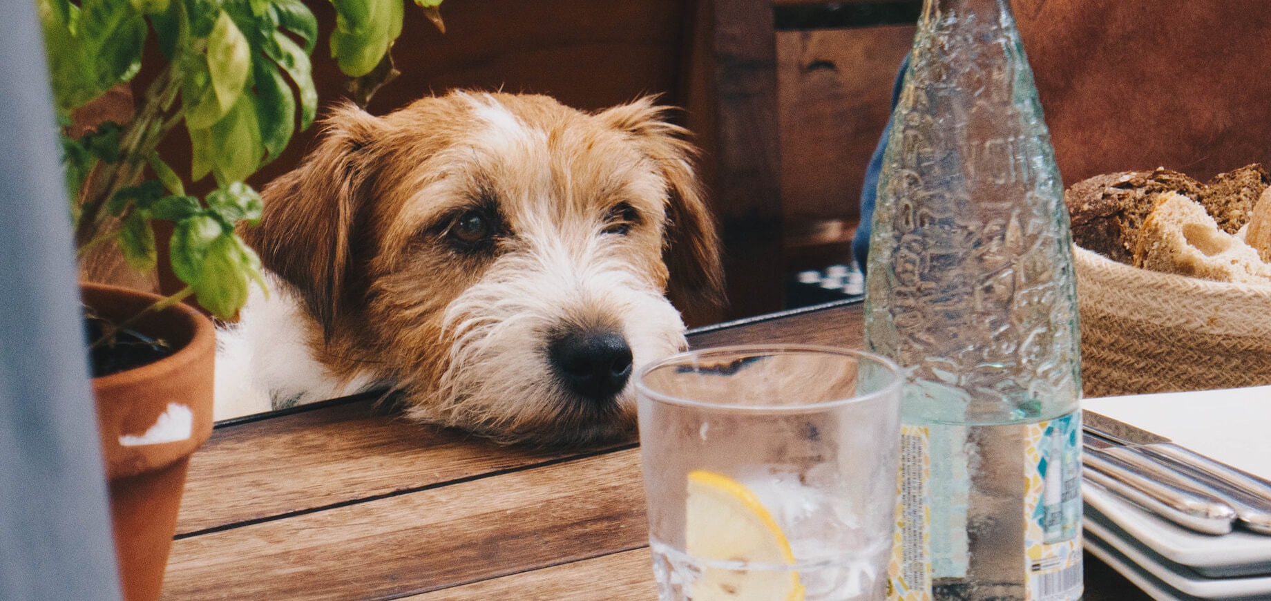 Ein Hund blickt auf ein Glas Wasser