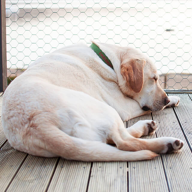 Hund schläft draußen