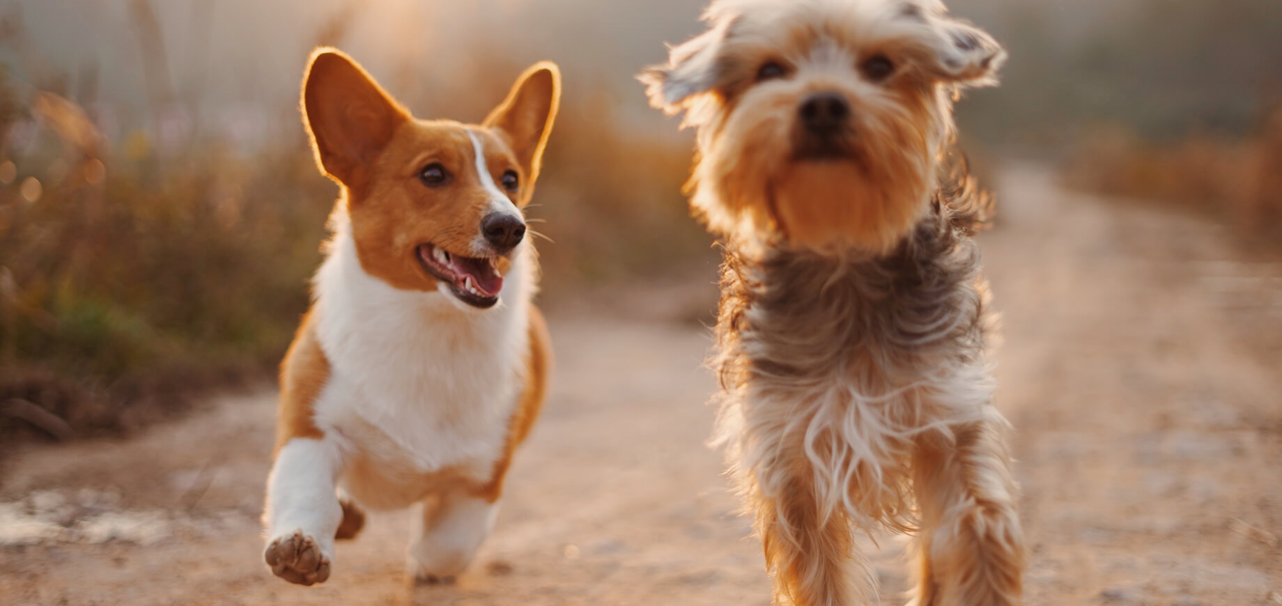 Zwei Hunde rennen nebeneinander