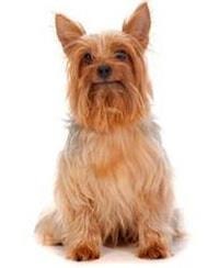 large_australian-silky-terrier-0-636246613804730981.jpg