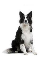 large_border-collie-0-636246618578283981.jpg