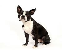 large_boston-terrier-0-636246619148399981.jpg