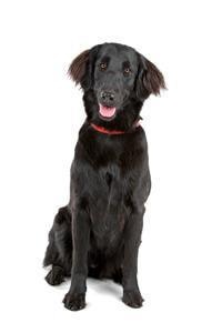 large_flat-coated-retriever-0-636246629848690702.jpg