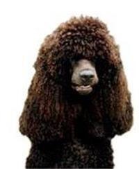 large_irish-water-spaniel-0-636246638093239981.jpg