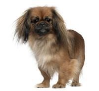large_pekingese-0-636246649548989981.jpg