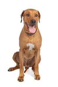 large_rhodesian-ridgeback-0-636246652479666981.jpg