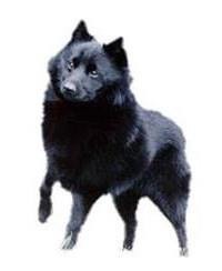 large_schipperke-0-636246653594849981.jpg