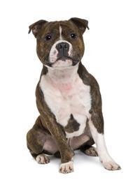large_staffordshire-bull-terrier-0-636246656022963213.jpg