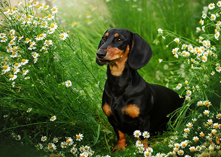 Deutscher Kurzhaardackel