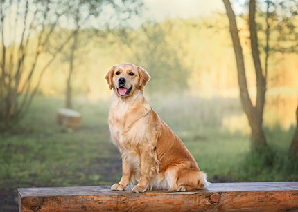Golden Retriever