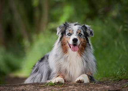 Australian Shepherd
