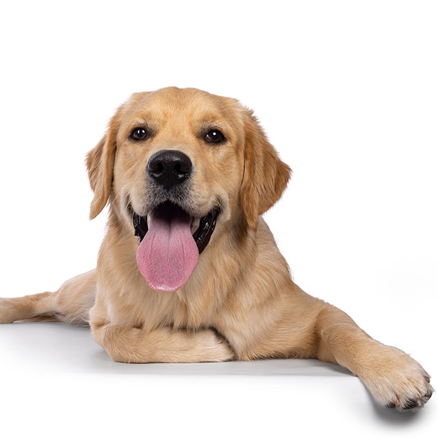 Golden Retriever Hund, der sich mit herausgestreckter Zunge hinlegt.