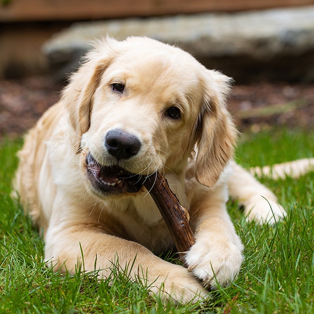 Golden Retriever Hund liegt im Gras und kaut auf einem Spielzeugstock