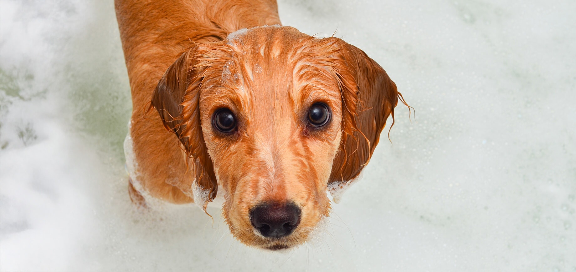 Cockerspaniel-Welpe nimmt ein Bad in Blasen