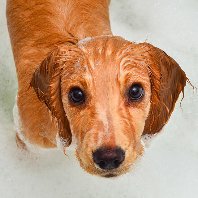 Cockerspaniel-Welpe nimmt ein Bad in Blasen