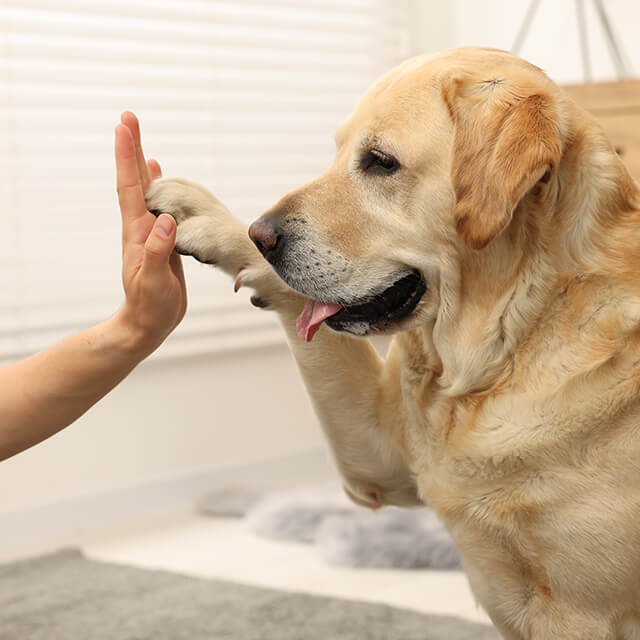 Labrador-Retriever-Hund gibt einem Mann zu Hause ein High Five