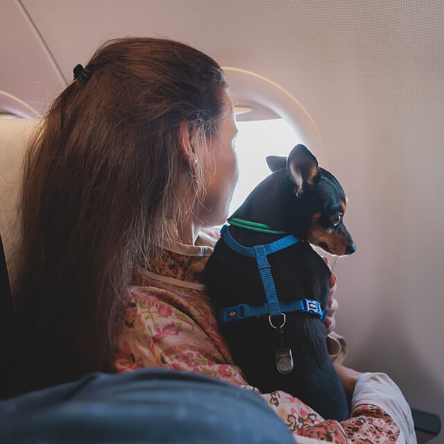 Hund und sein Besitzer sitzen in der Flugzeugkabine und schauen aus dem Fenster