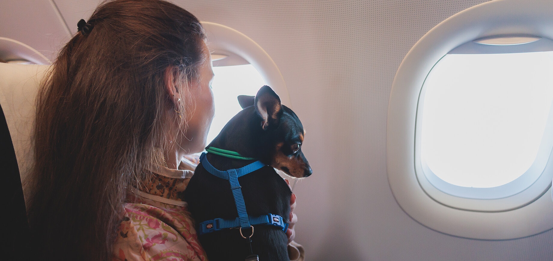 Hund und sein Besitzer sitzen in der Flugzeugkabine und schauen aus dem Fenster