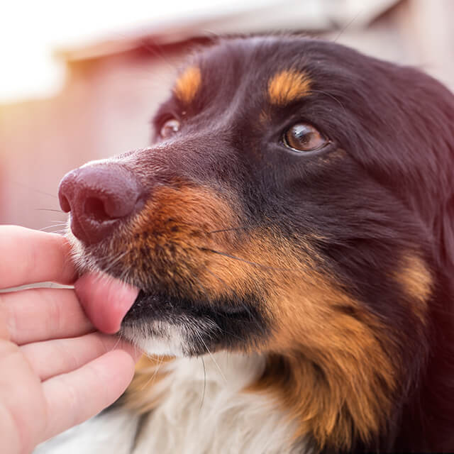 Ein kleiner schwarzer Hund leckt draußen die Hand seines Besitzers
