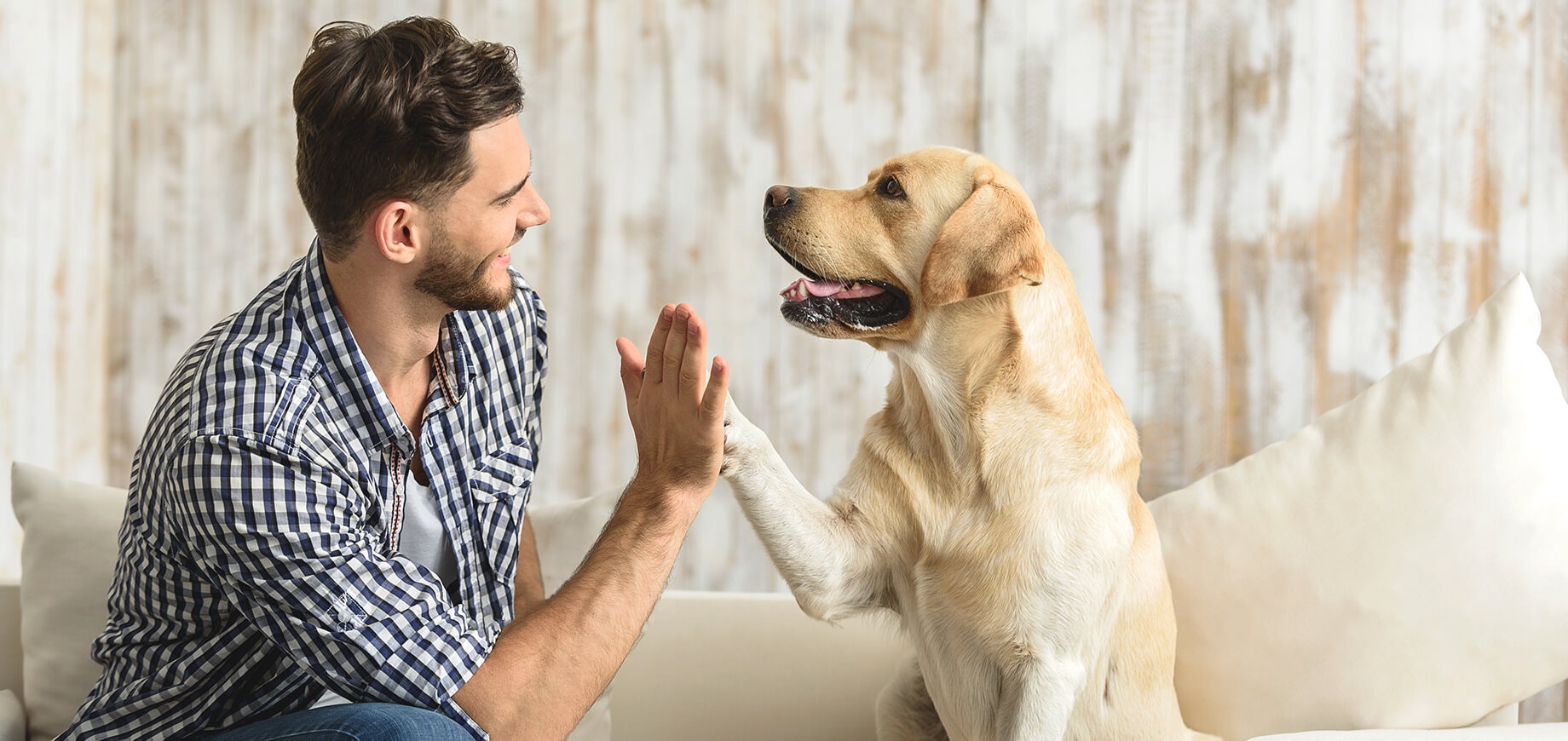 Hund gibt seinem glücklichen Besitzer ein High-Five