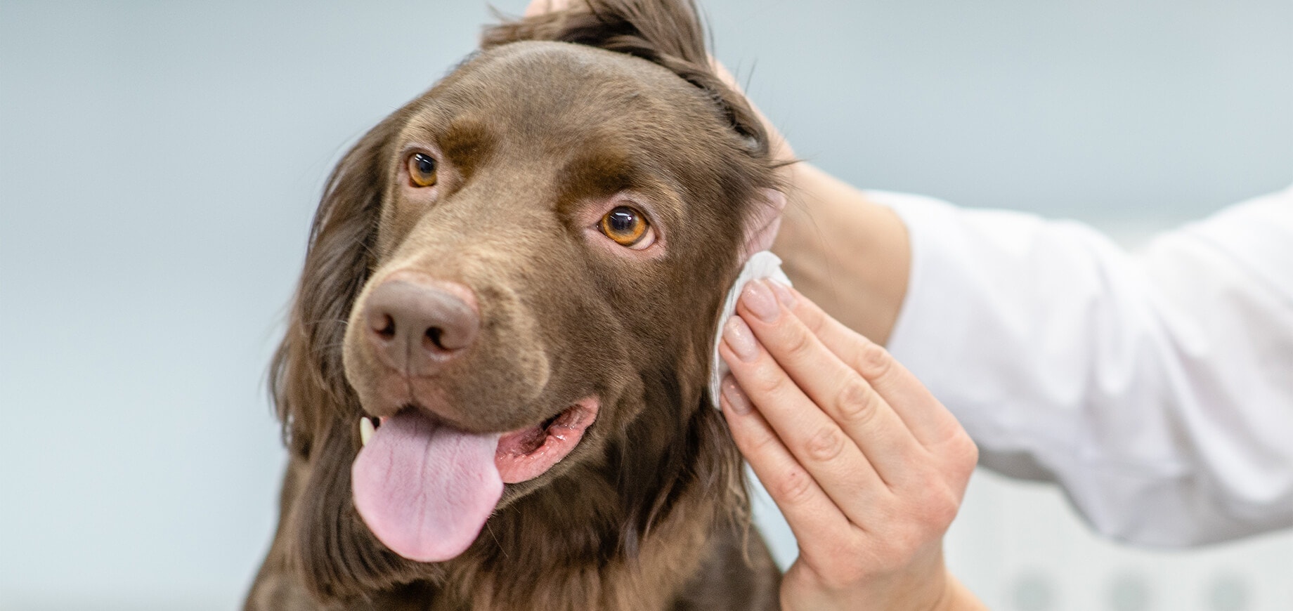 Hund wird von einem Tierarzt mit einem Tuch die Ohren gereinigt.