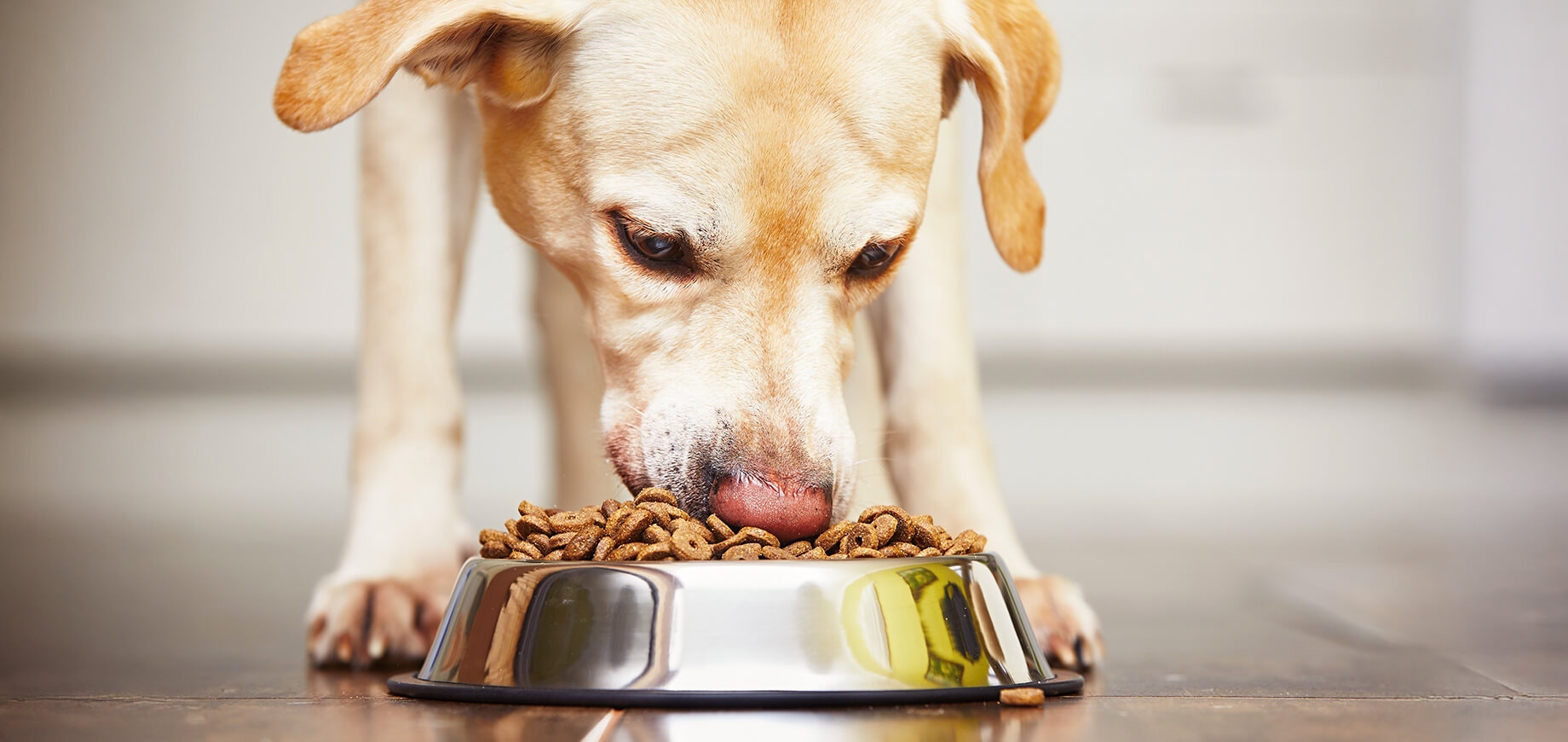 Labrador Retriever, der zu Hause aus einem silbernen Hundenapf frisst.