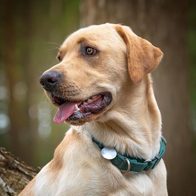 Gelber Labrador im Wald sitzend