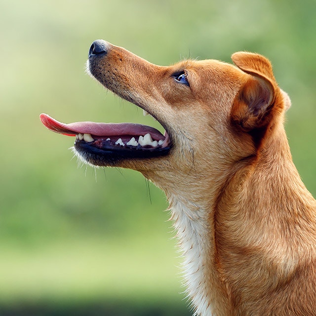 Hund mit geöffnetem Maul und sichtbarem Gebiss.