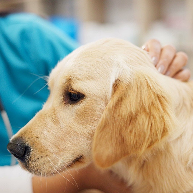 Hund wird von einer Tierärztin untersucht