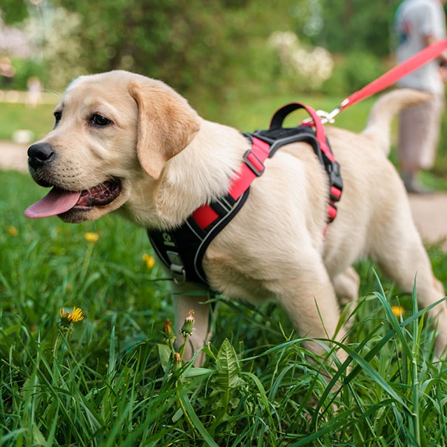 Ein Labrador-Welpe geht an der Leine spazieren und genießt einen sommerlichen Spaziergang im grünen Park.