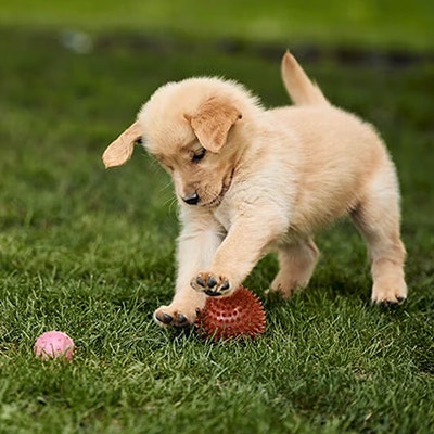 Pedigree Welpenerziehung