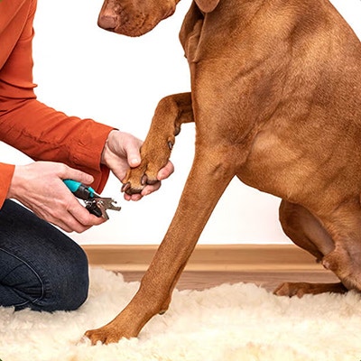 Pedigree Pflege deines Hundes