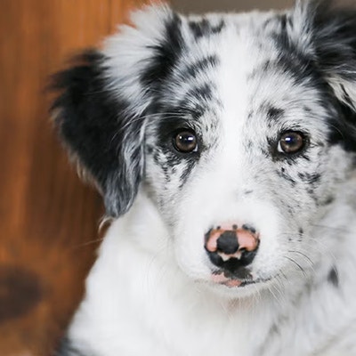 Pedigree Adoptionsberatung