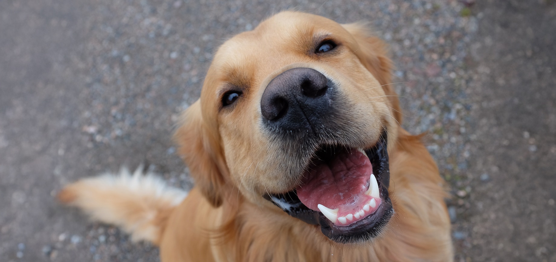 Labrador Retriever lächelt in die Kamera und zeigt seine Zähne