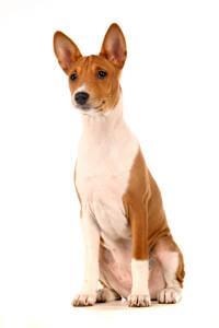 large_basenji-0-636246614431097498.jpg